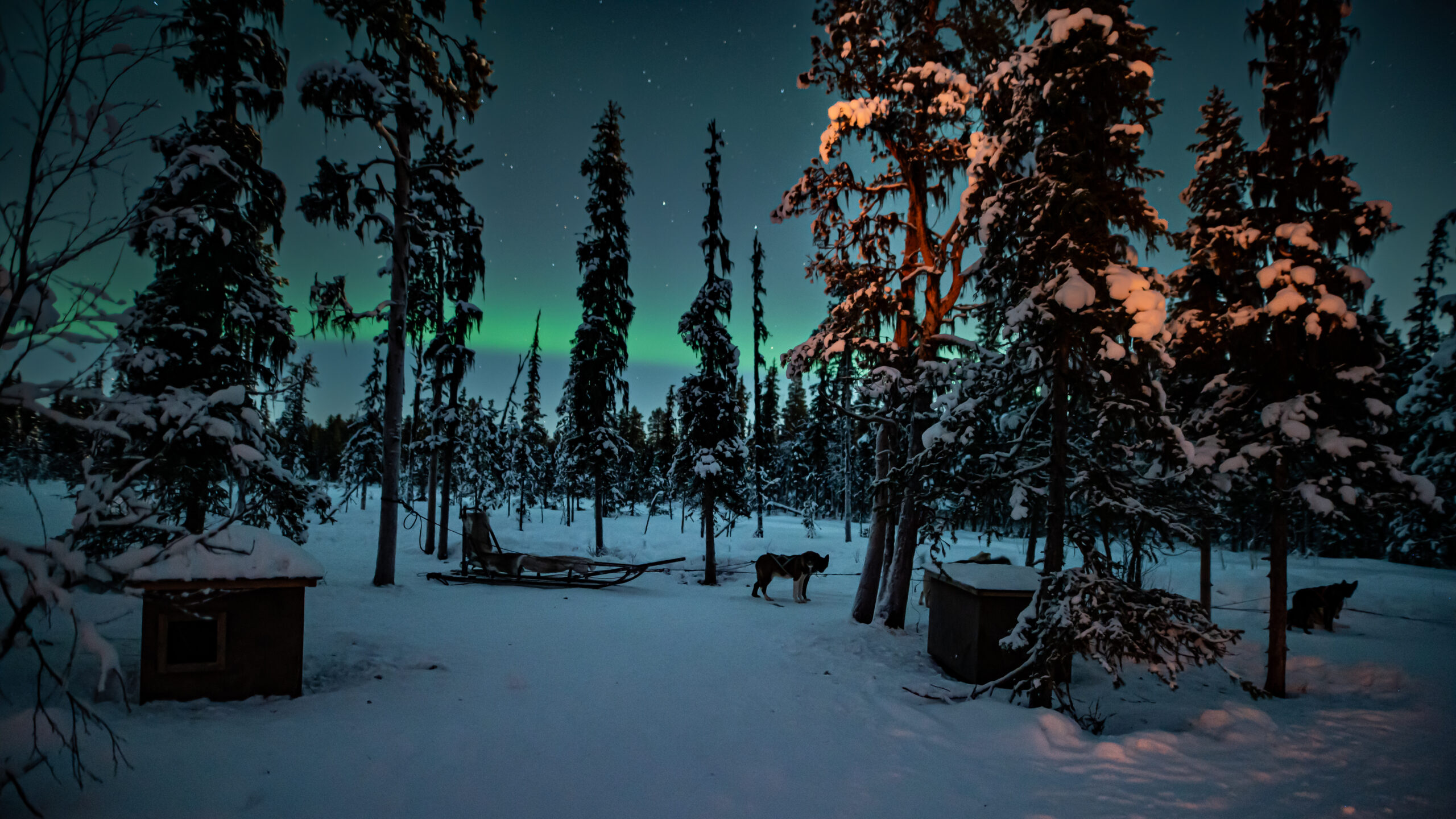 Northern Lights tour with huskies 2 llk0964