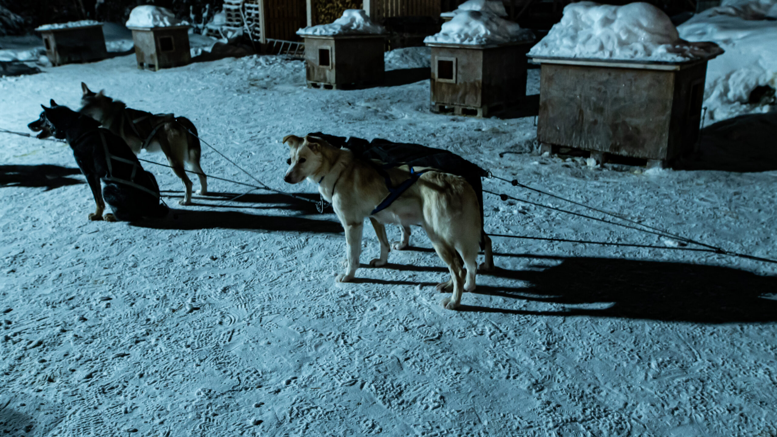 Northern Lights tour with huskies 3 llk1486