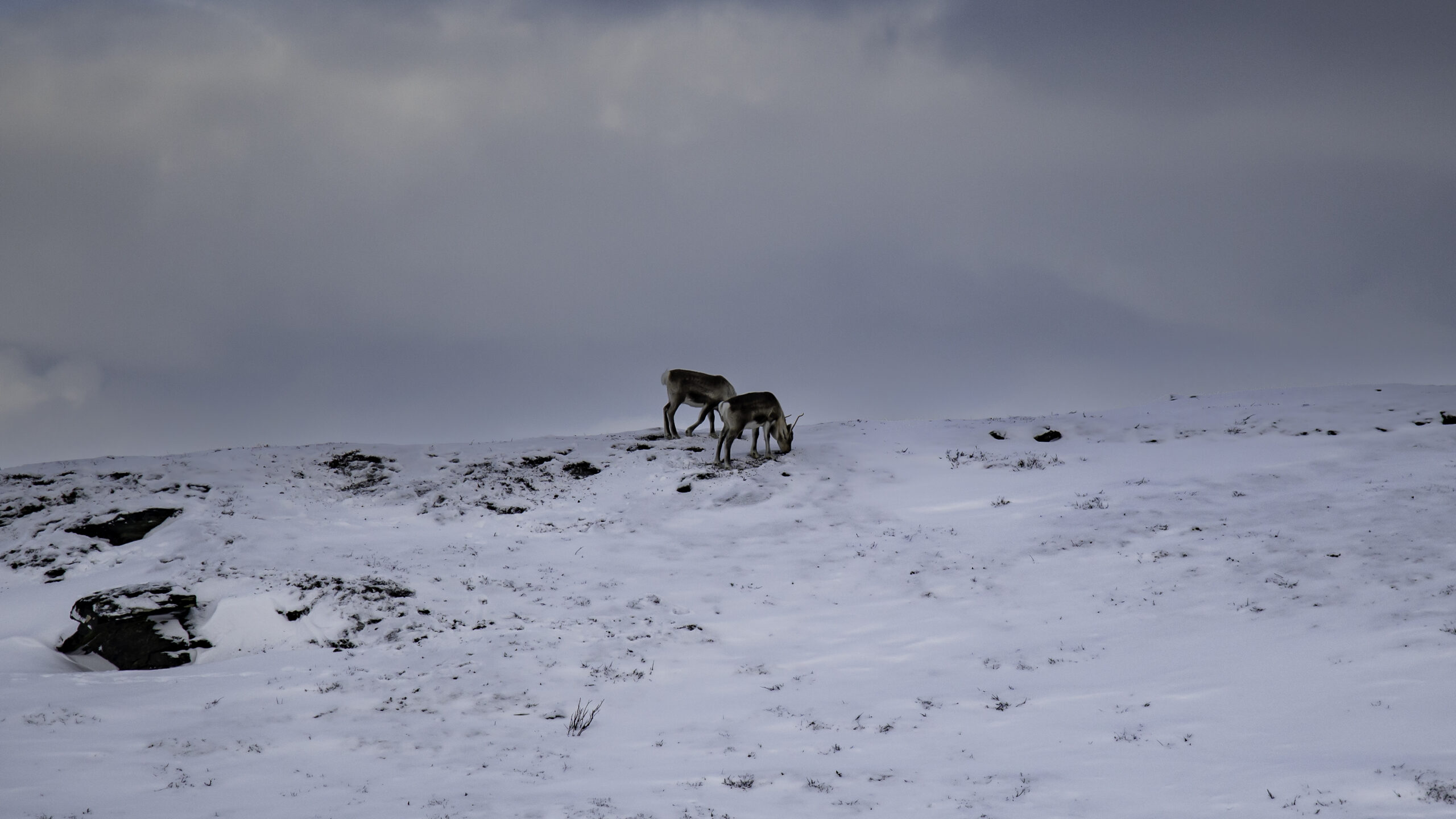 outback abisko laktatjakko lapland resort 19 scaled